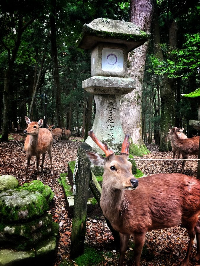 Kasuga Deer